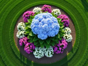 Flowering Hydrangea Focal Border - Aerial view of a circular mixed border with a magnificent blue hydrangea paniculata as centerpiece, surrounded by concentric rings of pink astilbe, white phlox, and purple geraniums