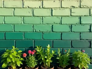 Ombre Herb Garden Wall - Vertical view of an ombre-painted cinder block wall transitioning from deep to light green, filled with various kitchen herbs, captured in morning light