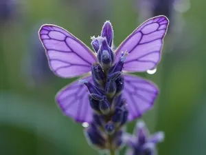 French Lavender Close-up - Macro photograph of French Lavender (Lavandula dentata) showing detailed butterfly-like petals and distinctive toothed leaves, with morning dew drops, crisp detail, natural lighting