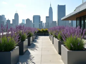 Urban Lavender Oasis - Modern rooftop garden featuring rows of French Lavender in contemporary metallic planters, with city skyline in the background