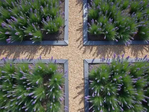 Linear Lavender Grid - Aerial view of a grid pattern created with lavender plants in steel-edged beds, intersected by narrow gravel pathways