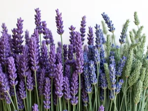 Spanish Lavender Color Palette - Artistic arrangement showing the full color spectrum of Spanish Lavender, from deep purple flowers to silvery-green foliage, arranged in a color gradient