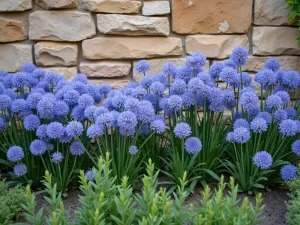 Agapanthus Border - Wide shot of a flowing border of blue agapanthus flowers against a stone wall, with Mediterranean herbs in the foreground