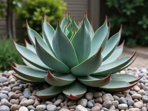 Agave and Pebble Garden - Dramatic close-up of architectural agave plants emerging from a bed of mixed-size river pebbles and crushed granite