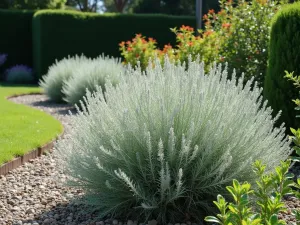 Artemisia Border - Wide angle view of silver-leaved artemisia creating a soft, flowing border alongside other Mediterranean plants in a sunny garden