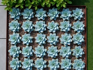 Modern Succulent Matrix - Grid-style planting of identical silver-blue Echeveria elegans in a front yard, creating a repeating pattern with cor-ten steel edging and minimal gravel mulch, aerial view