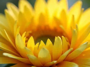 Pale Yellow Sunflower Cluster - Intimate close-up of pale lemon-yellow sunflower varieties clustered together, showing their delicate color variations and subtle patterns, with soft morning light