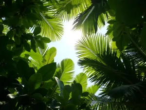 Jungle Canopy - Looking up through layers of tropical foliage, showing the natural layering of different leaf shapes and sizes. Sunlight filters through creating dramatic shadows.