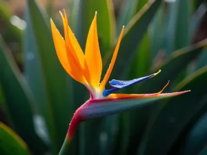 Bird of Paradise Close-up - Close-up shot of a vibrant orange and blue Bird of Paradise flower against blurred tropical foliage, with morning dew drops glistening on its petals, photorealistic, soft natural lighting