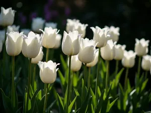 Black and White Drama - Striking combination of pure white and nearly black tulips in a modern, geometric garden design, photographed in dramatic side lighting