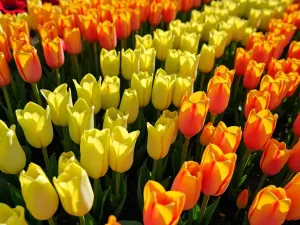 Citrus Fresh - Bright yellow, orange, and lime-green parrot tulips arranged in diagonal drifts, photographed from above with morning shadows creating geometric patterns