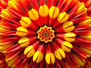 Concentric Tulip Circles - Perfectly arranged concentric circles of orange, red, and yellow tulips creating a target pattern, close-up view showing the intricate arrangement