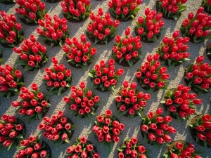 Diamond Tulip Pattern - Interlocking diamond patterns created with red and white tulips, aerial view showing the precise geometric design with gravel pathways