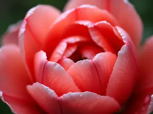 Double Tulip Close-up - An extreme close-up of a perfectly formed double peony-flowered tulip in coral pink, showing intricate petal details with water droplets