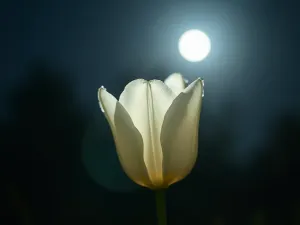 Midnight Tulip Meditation - Intimate close-up of a single white tulip illuminated by moonlight, with dewdrops sparkling on the petals and a soft, misty background.