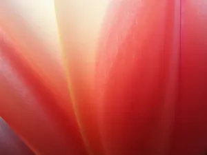 Ombre Tulip Gradient - A smooth gradient of tulip colors from white to deep red, creating an ombre effect, close-up view highlighting the color transition