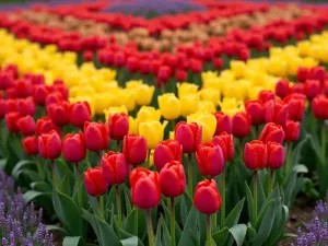 Renaissance Tulip Design - Close-up of perfectly arranged red and yellow tulips in a traditional Renaissance-style quatrefoil bed, bordered by low-growing lavender