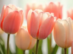 Sherbet Dreams - Close-up view of coral, peach, and cream colored tulips blending together in soft, ice-cream-like tones, with delicate morning mist