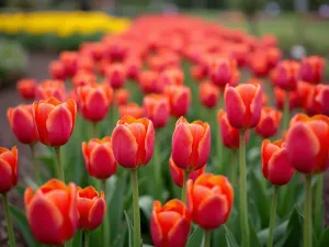 Staggered Height Composition - Close-up perspective of tulips planted in a staggered pattern with alternating heights, creating rhythm and movement in the garden design