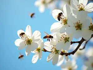 Native Dogwood Blossoms - Close-up of flowering native dogwood branches against blue sky, bees and butterflies pollinating the blossoms, ethereal spring atmosphere