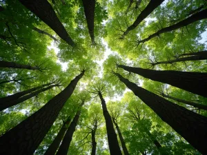 Forest Canopy View - Upward perspective shot through layers of tree canopy in a woodland garden, showing strategic pruning and layered plantings